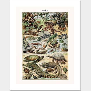 Reptiles Posters and Art